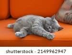 Grey Shorthair Cat Sleeping On...