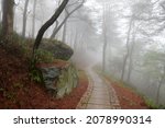 A path in the fog in spring forests in Mogan mountains Huzhou city Zhejiang province, China.