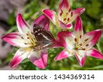Butterfly Lesser Purple Emperor ...