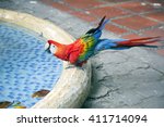 Red Blue Macaw  Ara Macao  Is...