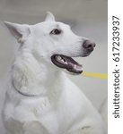 Small photo of White Swiss shepherd dog Wonderful in all respects the dog, loyal friend and trusted companion, a noble family pet with a friendly character and unusual loyalty.