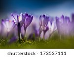 Blooming Violet Crocuses