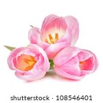 Pink Tulip Isolated On White...