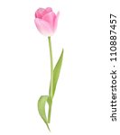 Pink Tulip  Flower Isolated On...
