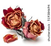Dried Rose Flower Head Isolated ...