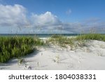Pensacola Florida Beach morning, crisp details, ripe sea oats, pristine landscape at Gulf Islands National Seashore.