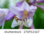 Hosta Flower Blooming In The...
