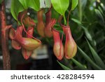 Pitcher Plants In A Greenhouse 