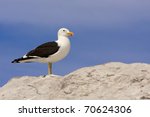 southern blackbacked seagull, kelp gull (larus dominicanus) on rock