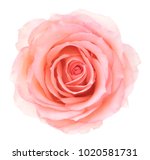 Pink Rose. Deep Focus. No Dust. ...