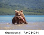 Good Hunt For Brown Bear In The ...
