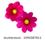 Cosmos On A White Background.