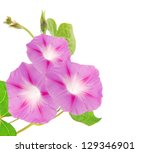 Pink Ipomea Flowers