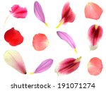 set of 12 assorted flower petals: rose, chrysanthemum and lily, carnation, magnolia