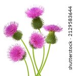 Bunch Of Pink Thistle Flower...