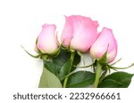 Pink Roses Isolated On White 