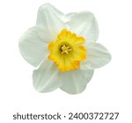 Spring daffodil flower head...