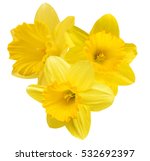 Yellow Daffodil Isolated On A...