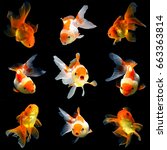 Collage Of 9 Gold Fish Isolated ...