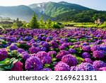 Purple Hydrangea Flowers Are...