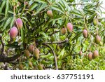 Close Up Of Mango Fruit On A...