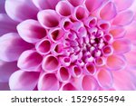 Colorful Dahlia Flower With...