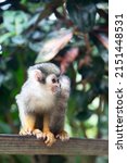 Cute Squirrel Monkey In The...