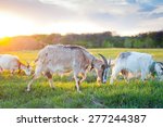 Goats Grazing At Sunset On A...