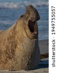 Male Southern Elephant Seal ...