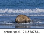 Small photo of Large male Southern Elephant Seal (Mirounga leonina) racing out of the sea to fend off a rival on Sea Lion Island in the Falkland Islands.