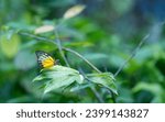 Small photo of Garden with soft blur green plants and Painted Jezebel butterfly. Copy space.