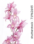 Beautiful Pink Orchid Isolated...