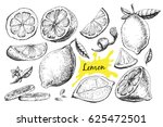 Vector Hand Drawn Lime Or Lemon ...