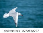 flying seagull fishing on the sea among the waves italy