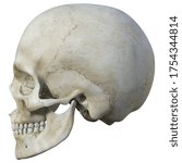 3d Render Of A Human Skull...