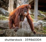 Orangutan Cute