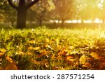 Golden morning sun rays on green grass in autumn. Beautiful nature background. Very shallow depth of field.