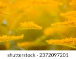 Small photo of Yellow flowers of goldenrod or Solidago canadensis, Canada goldenrod or Canadian goldenrod plant.
