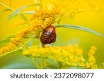 Small photo of Snail on the yellow flowers of goldenrod or Solidago canadensis, Canada goldenrod or Canadian goldenrod plant.
