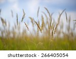 Grass Prairie