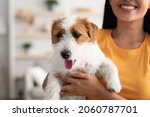 Small photo of Closeup portrait of happy fluffy jack russel terrier puppy in unrecognizable chinese woman owner hands, loyal dog enjoying time with its human, copy space. Pets adoption, people and dogs concept