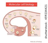 molecular cell boilogy. | Shutterstock .eps vector #459234421
