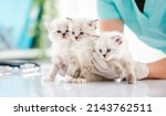 Small photo of Three adorable ragdoll kittens with beautiful blue eyes sitting on table at vet clinic. Woman veterinarian holding cute purebred fluffy kitty cats during medical care examining