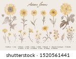 vintage vector botanical... | Shutterstock .eps vector #1520561441