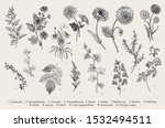 vintage vector botanical... | Shutterstock .eps vector #1532494511