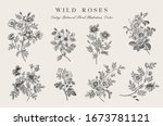 wild roses. botanical floral... | Shutterstock .eps vector #1673781121