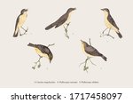 birds. ornithological floral... | Shutterstock .eps vector #1717458097