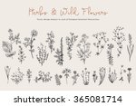 herbs and wild flowers. botany. ... | Shutterstock .eps vector #365081714