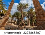 Small photo of Barranco de la Madre del Agua oasis on the island of Fuerteventura in the Canary Islands