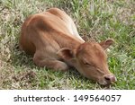Small Cute Calf Sleeping On The ...